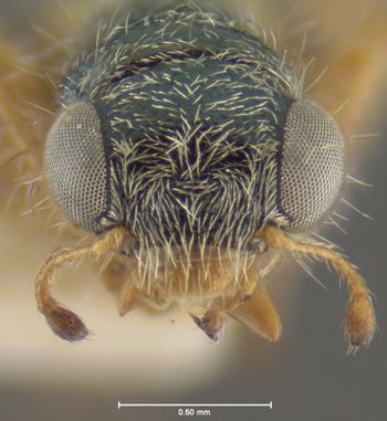Media type: image;   Entomology 3568 Aspect: head frontal view